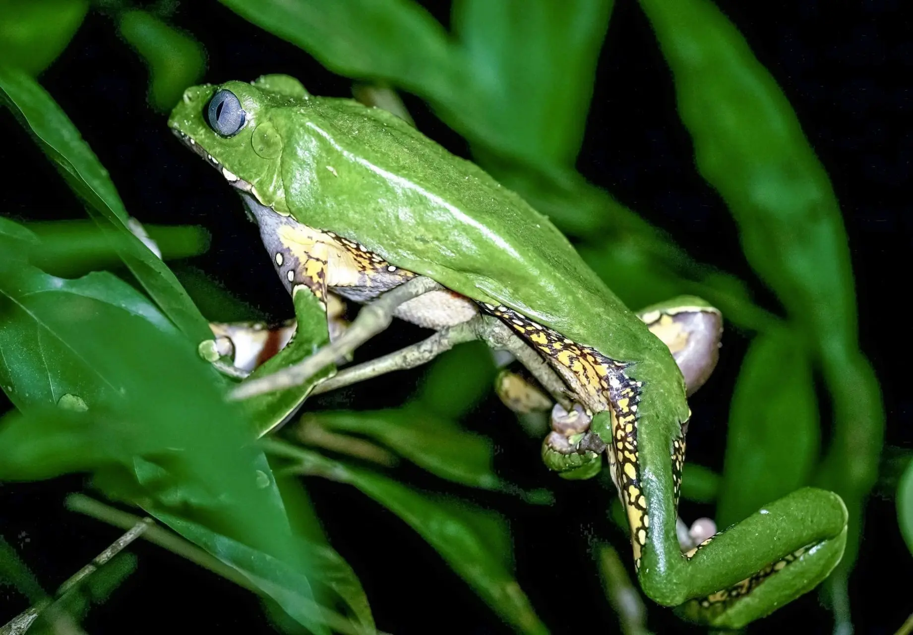 La-Medicina-del-sapo-amazonretreat