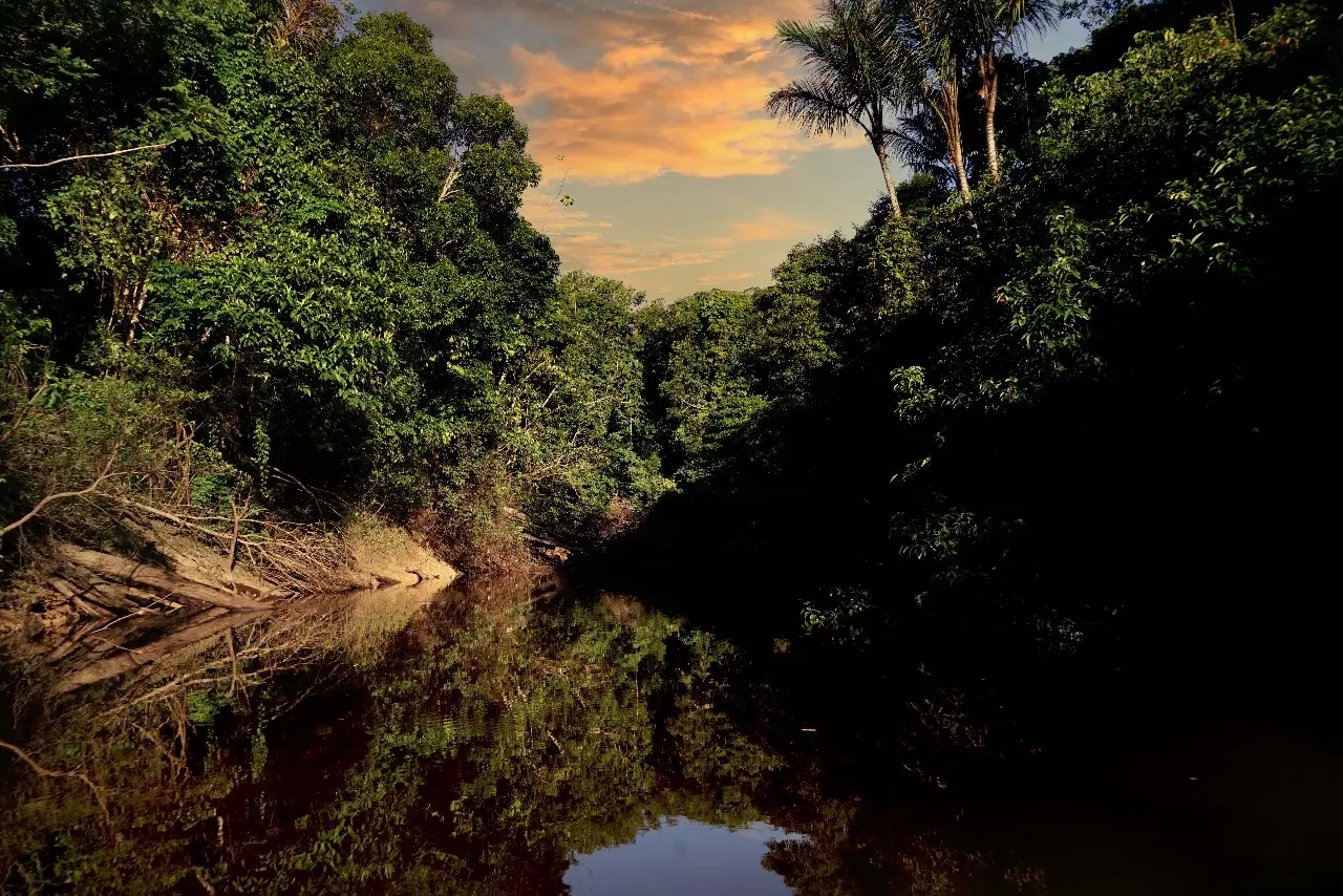 Reforestation efforts near Tamshiyacu Tahuayo