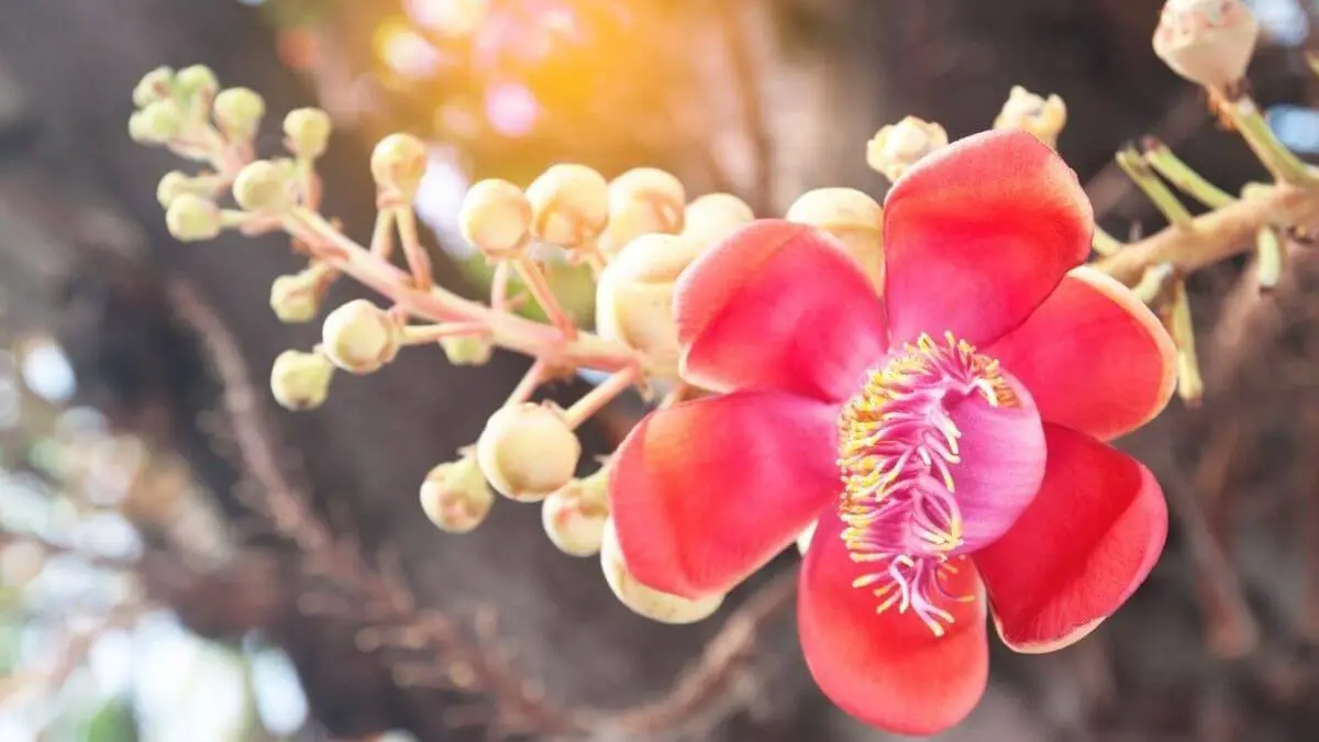 plantas-maestras-del-amazonas-ayahuasca